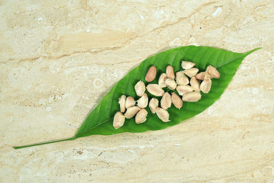 High angle view of vegetables on ground