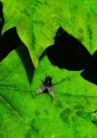 High angle view of fly on leaf