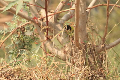 Close-up of tree branch