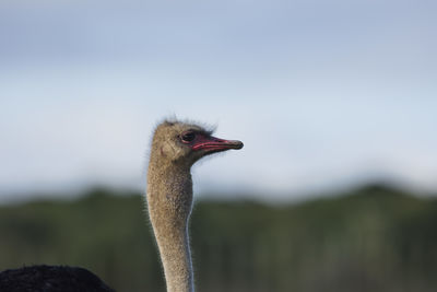 Close-up of ostrich