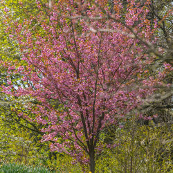 Pink flowers blooming on tree