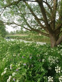 Flowers growing on tree