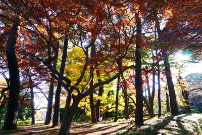 Low angle view of trees against sky