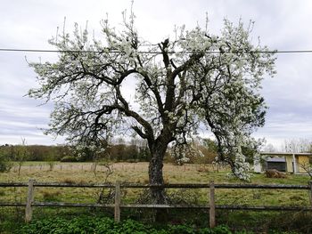 Tree on field against sky