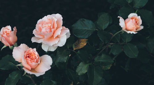 Close-up of pink roses
