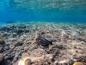 High angle view of fish swimming in sea