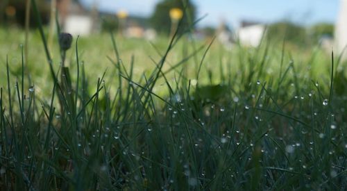 Close-up of grass growing on field