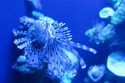 Close-up of jellyfish swimming in aquarium