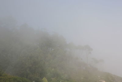 Trees on mountain against sky