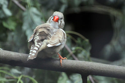 Close-up of bird perching outdoors