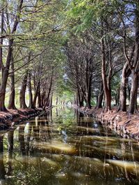 Scenic view of lake in forest