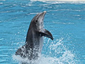 Dolphin in sea