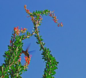 Low angle view of plants against clear blue sky