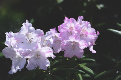 Close-up of flowers growing on tree