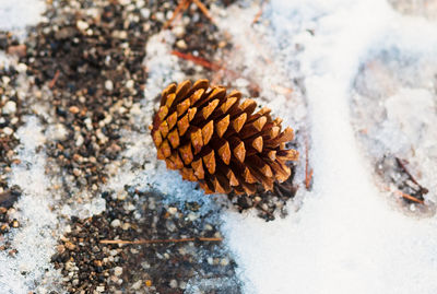 High angle view of pine cone on snow