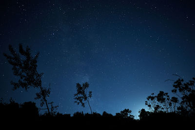 Low angle view of silhouette trees against star field at night