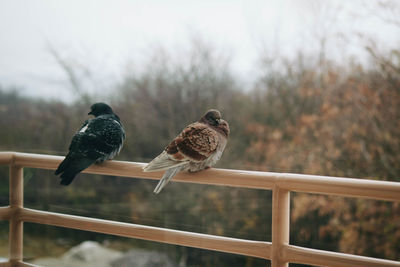 Birds perching on railing