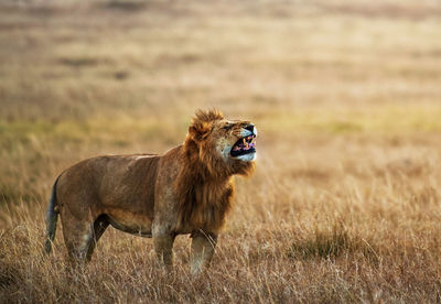 Side view of a cat on land