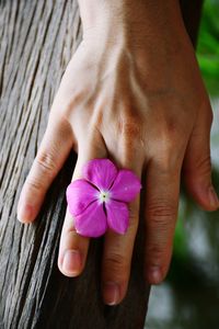 Midsection of person holding pink flower