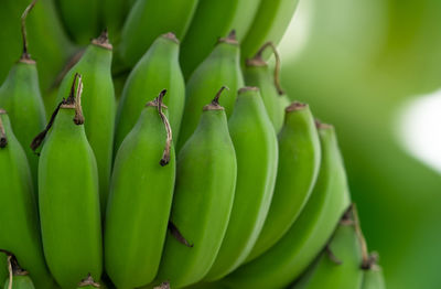 cooking plantain