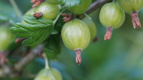 Close-up of fruits growing on tree