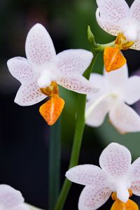 Close-up of pink flowers blooming outdoors