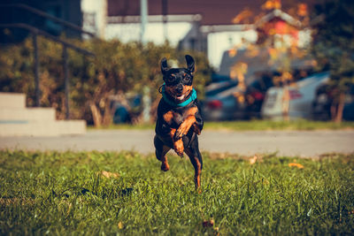 canine