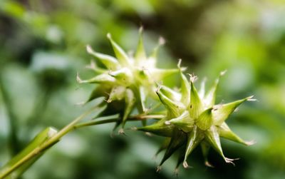 Close-up of plant