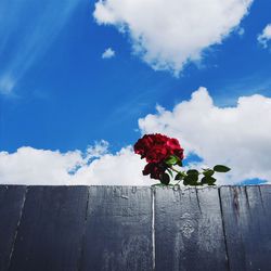 Close-up of red flowers against sky