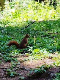 View of a reptile in the forest