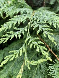 Close-up of fresh green leaves