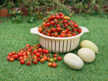 High angle view of fruits growing on field