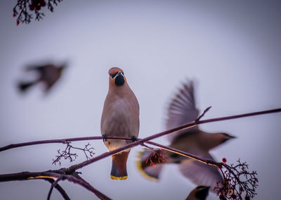 Low angle view of bird perching on branch