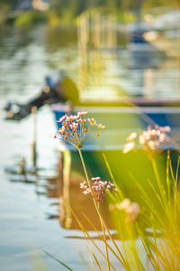 Close-up of flowering plant against lake