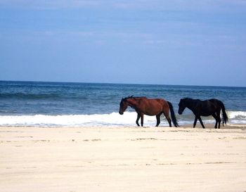 Horses on the beach