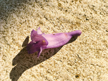High angle view of pink flower on sand