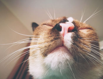 Low angle cat's face