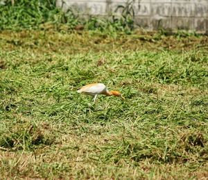 Side view of a bird on land