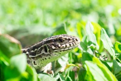 Close-up of a lizard