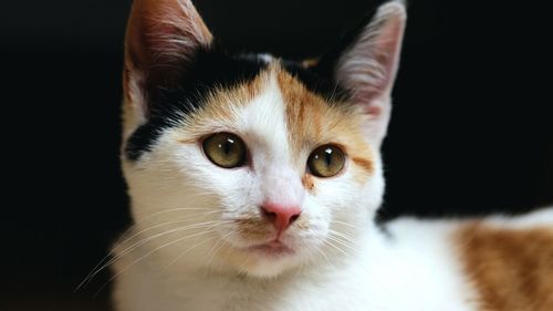 Close-up portrait of cat