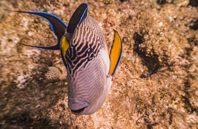 Close-up of fish in sea