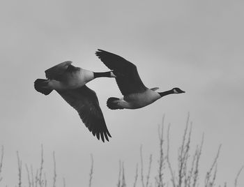 Low angle view of bird flying against sky