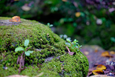 Close-up of moss growing on rock