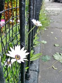 Close-up of white flowers