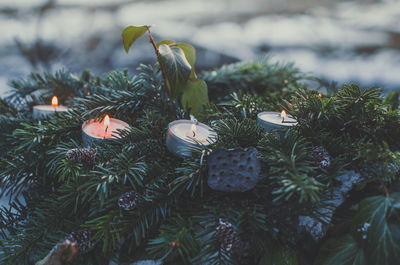 Close up tealight candles in evergreen pine branches concept photo