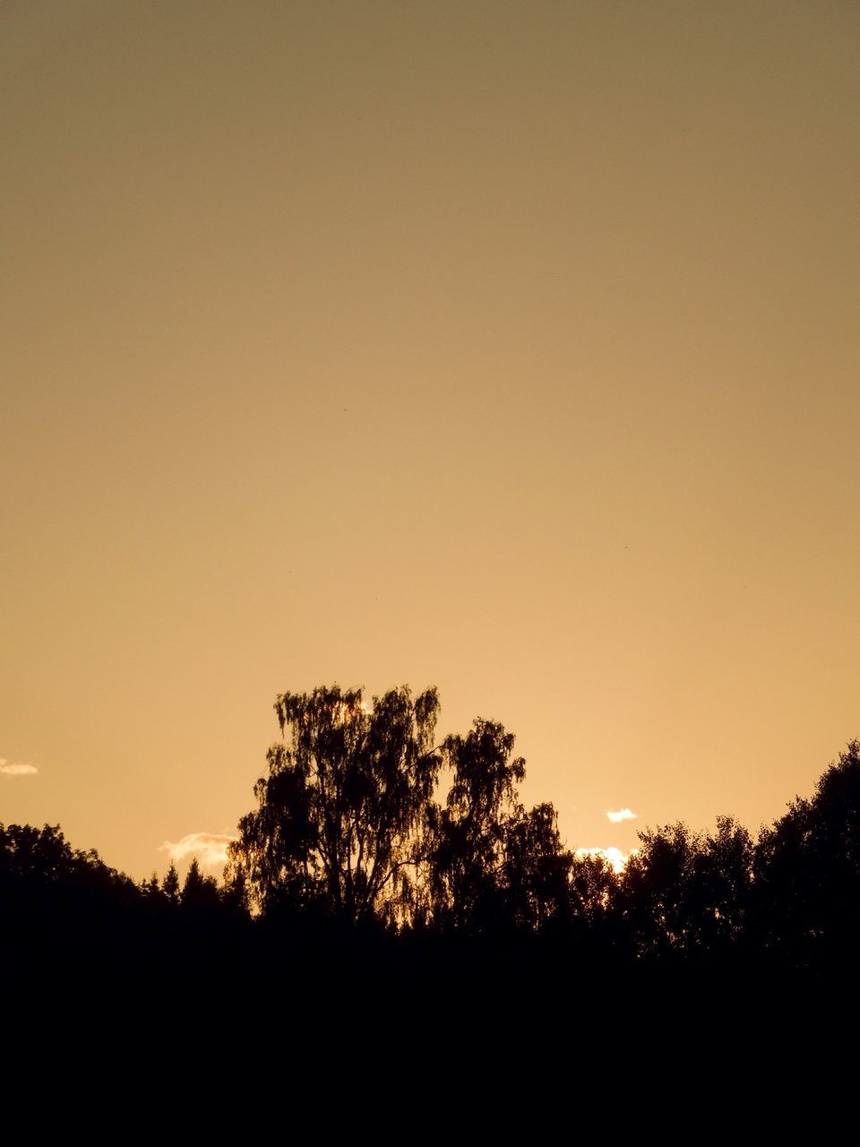 silhouette, sunset, tree, tranquil scene, tranquility, beauty in nature, copy space, scenics, clear sky, orange color, nature, idyllic, growth, sun, landscape, sky, outdoors, no people, non urban scene, dark