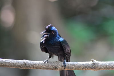 Close-up of bird perching on branch