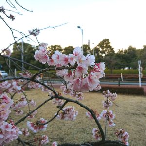 Close-up of pink flowers on tree