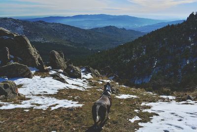 High angle view of dog on snow covered mountain
