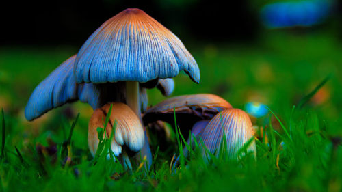 Close-up of mushroom on grass